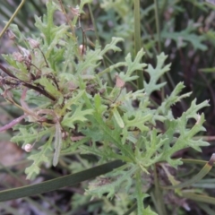 Senecio bathurstianus (Rough Fireweed) at Old Tuggeranong TSR - 30 Jun 2014 by michaelb