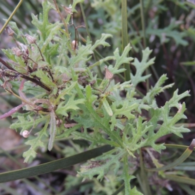 Senecio bathurstianus (Rough Fireweed) at Melrose - 30 Jun 2014 by michaelb