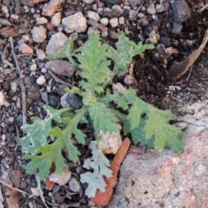 Senecio bathurstianus at Old Tuggeranong TSR - 30 Jun 2014 05:48 PM