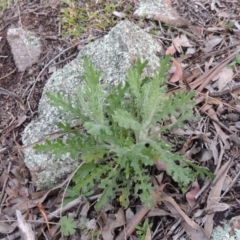 Senecio bathurstianus (Rough Fireweed) at Conder, ACT - 18 Aug 2014 by michaelb