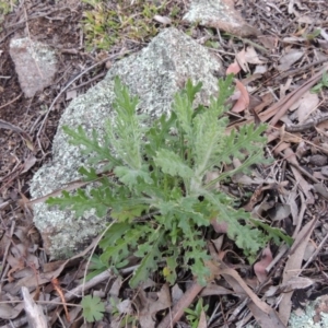 Senecio bathurstianus at Conder, ACT - 18 Aug 2014