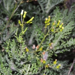 Senecio bathurstianus (Rough Fireweed) at Theodore, ACT - 19 Jul 2014 by MichaelBedingfield