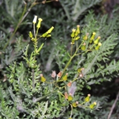 Senecio bathurstianus (Rough Fireweed) at Theodore, ACT - 19 Jul 2014 by michaelb