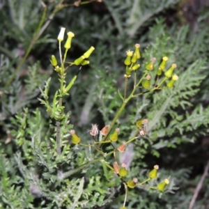 Senecio bathurstianus at Theodore, ACT - 19 Jul 2014 06:35 PM