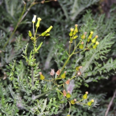 Senecio bathurstianus (Rough Fireweed) at Theodore, ACT - 19 Jul 2014 by MichaelBedingfield
