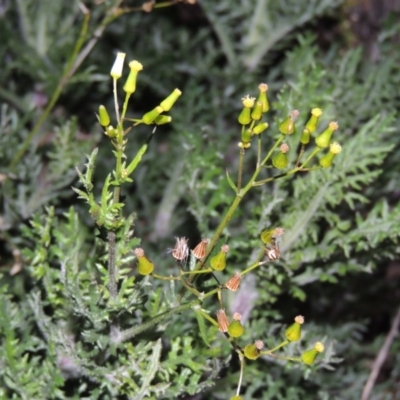 Senecio bathurstianus (Rough Fireweed) at Tuggeranong Hill - 19 Jul 2014 by michaelb