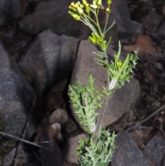 Senecio bathurstianus at Theodore, ACT - 19 Jul 2014