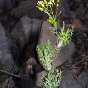 Senecio bathurstianus at Theodore, ACT - 19 Jul 2014 06:35 PM