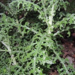 Senecio bathurstianus at Theodore, ACT - 19 Jul 2014