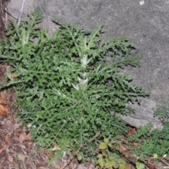 Senecio bathurstianus at Theodore, ACT - 19 Jul 2014 06:35 PM