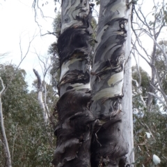 Eucalyptus dalrympleana subsp. dalrympleana (Mountain Gum) at Namadgi National Park - 8 Oct 2011 by jeremyahagan