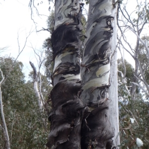 Eucalyptus dalrympleana subsp. dalrympleana at Tennent, ACT - 9 Oct 2011 09:33 AM