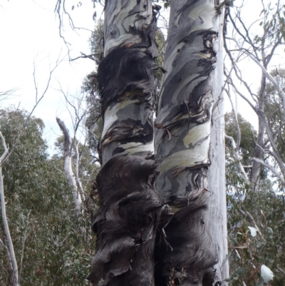 Eucalyptus dalrympleana subsp. dalrympleana (Mountain Gum) at Namadgi National Park - 8 Oct 2011 by jeremyahagan