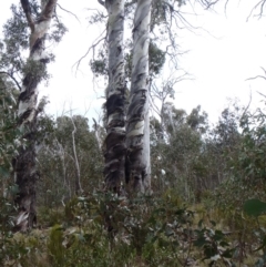 Eucalyptus dalrympleana subsp. dalrympleana at Tennent, ACT - 9 Oct 2011