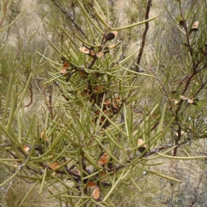 Hakea microcarpa at Cotter River, ACT - 9 Oct 2011