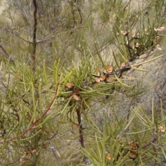 Hakea microcarpa at Cotter River, ACT - 9 Oct 2011