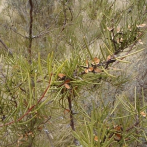 Hakea microcarpa at Cotter River, ACT - 9 Oct 2011