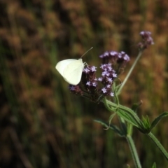 Pieris rapae (Cabbage White) at Coombs Ponds - 11 Jan 2016 by RyuCallaway