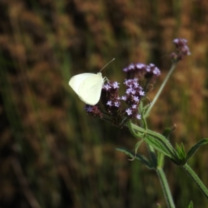 Pieris rapae at Weston, ACT - 12 Jan 2016 10:30 AM