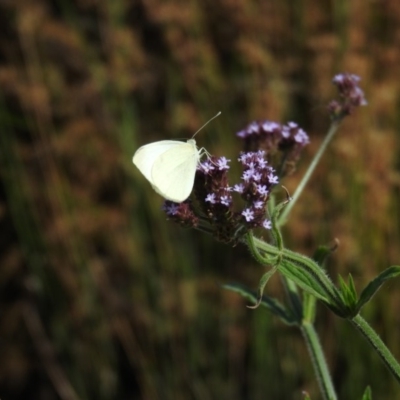 Pieris rapae (Cabbage White) at Coombs Ponds - 11 Jan 2016 by RyuCallaway