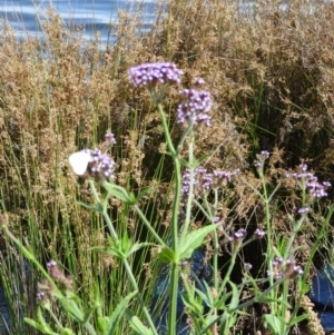 Verbena incompta at Weston, ACT - 12 Jan 2016 10:30 AM