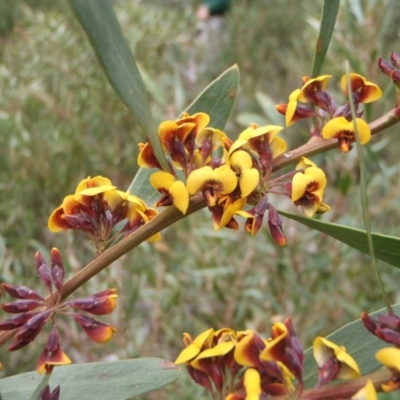 Daviesia mimosoides (Bitter Pea) at Cotter River, ACT - 10 Oct 2011 by jeremyahagan