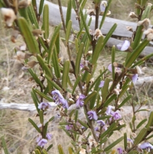 Hovea asperifolia subsp. asperifolia at Cotter River, ACT - 10 Oct 2011