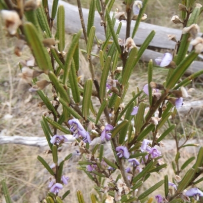 Hovea asperifolia subsp. asperifolia (Rosemary Hovea) at Cotter River, ACT - 10 Oct 2011 by jeremyahagan