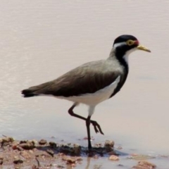 Vanellus tricolor (Banded Lapwing) at QPRC LGA - 14 Mar 2015 by COG