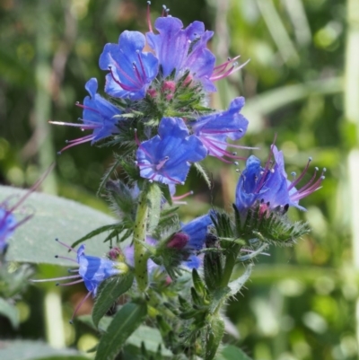 Echium vulgare (Vipers Bugloss) at Cotter River, ACT - 8 Jan 2016 by KenT