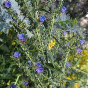 Echium vulgare at Cotter River, ACT - 8 Jan 2016