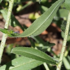 Echium vulgare at Cotter River, ACT - 8 Jan 2016