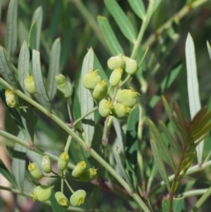 Polyscias sambucifolia subsp. Short leaflets (V.Stajsic 196) Vic. Herbarium at Cotter River, ACT - 8 Jan 2016 10:10 AM