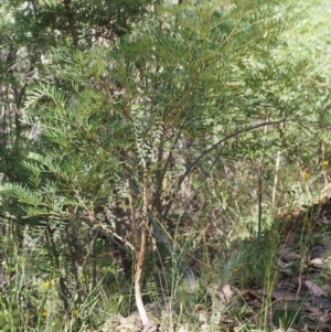 Polyscias sambucifolia subsp. Short leaflets (V.Stajsic 196) Vic. Herbarium at Cotter River, ACT - 8 Jan 2016 10:10 AM