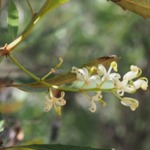 Lomatia myricoides at Cotter River, ACT - 8 Jan 2016