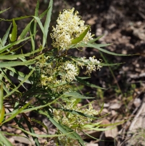 Lomatia myricoides at Cotter River, ACT - 8 Jan 2016