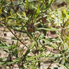 Lomatia myricoides at Cotter River, ACT - 8 Jan 2016 10:21 AM