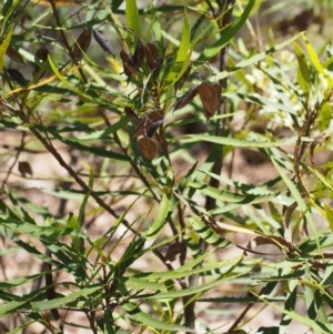 Lomatia myricoides at Cotter River, ACT - 8 Jan 2016 10:21 AM