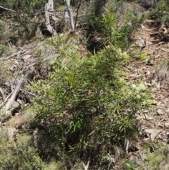 Lomatia myricoides at Cotter River, ACT - 8 Jan 2016