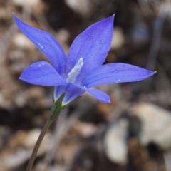 Wahlenbergia gloriosa (Royal Bluebell) at Cotter River, ACT - 7 Jan 2016 by KenT