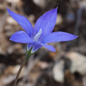 Wahlenbergia gloriosa at Cotter River, ACT - 8 Jan 2016