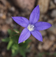 Wahlenbergia gloriosa at Cotter River, ACT - 8 Jan 2016 10:21 AM