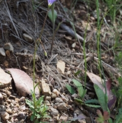 Wahlenbergia gloriosa at Cotter River, ACT - 8 Jan 2016