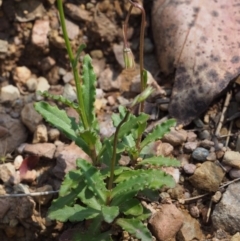 Wahlenbergia gloriosa at Cotter River, ACT - 8 Jan 2016