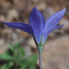 Wahlenbergia gloriosa at Cotter River, ACT - 8 Jan 2016