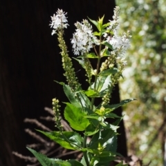 Veronica derwentiana subsp. maideniana at Namadgi National Park - 8 Jan 2016 by KenT