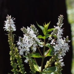 Veronica derwentiana subsp. maideniana at Cotter River, ACT - 8 Jan 2016