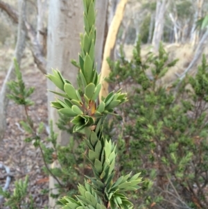 Styphelia triflora at Majura, ACT - 29 Jan 2014 07:35 PM