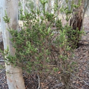 Styphelia triflora at Majura, ACT - 29 Jan 2014 07:35 PM