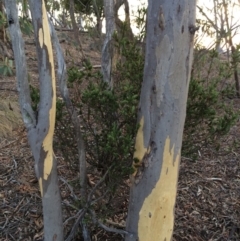 Styphelia triflora at Majura, ACT - 29 Jan 2014